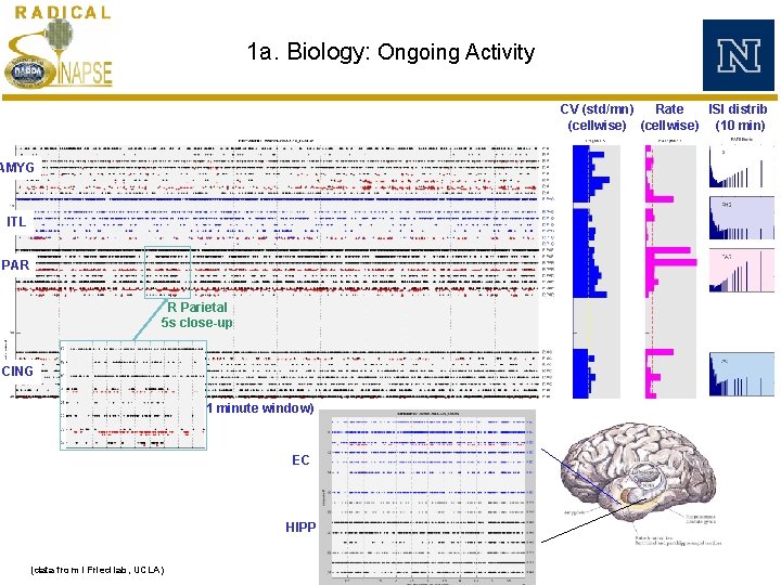 1 a. Biology: Ongoing Activity CV (std/mn) Rate ISI distrib (cellwise) (10 min) AMYG 1 a. Biology: Ongoing Activity CV (std/mn) Rate ISI distrib (cellwise) (10 min) AMYG