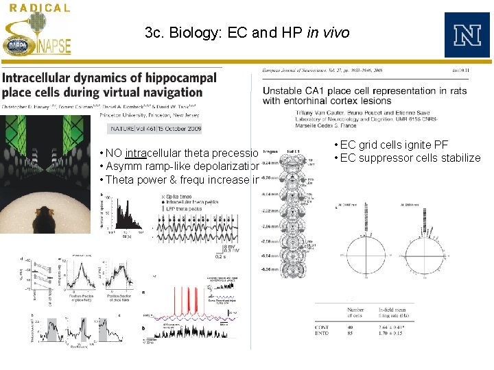3 c. Biology: EC and HP in vivo • NO intracellular theta precession • 3 c. Biology: EC and HP in vivo • NO intracellular theta precession •