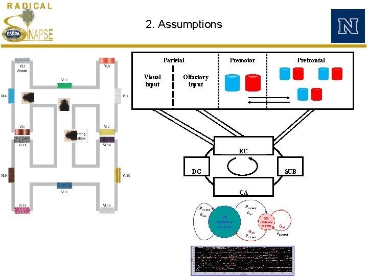2. Assumptions Parietal Visual input Premotor Prefrontal Olfactory input EC DG SUB CA 2. Assumptions Parietal Visual input Premotor Prefrontal Olfactory input EC DG SUB CA