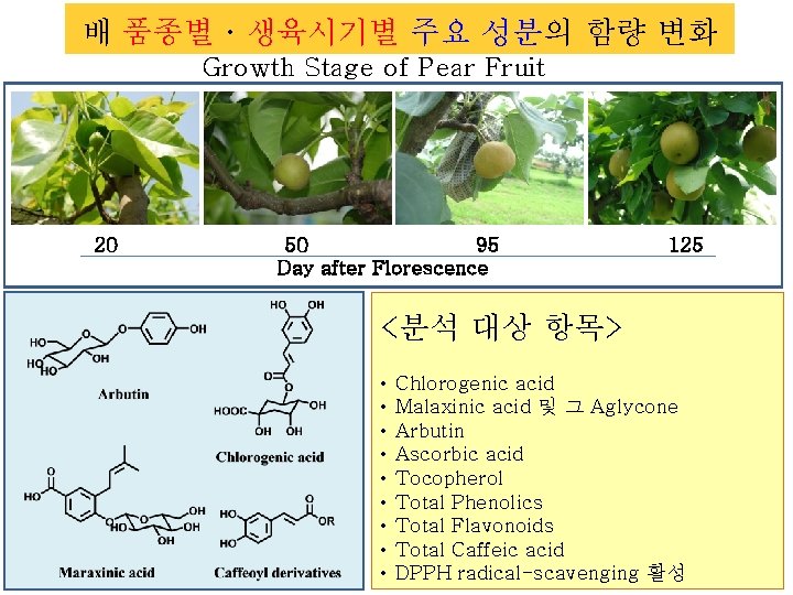 배 품종별ㆍ생육시기별 주요 성분의 함량 변화 Growth Stage of Pear Fruit 20 50 95