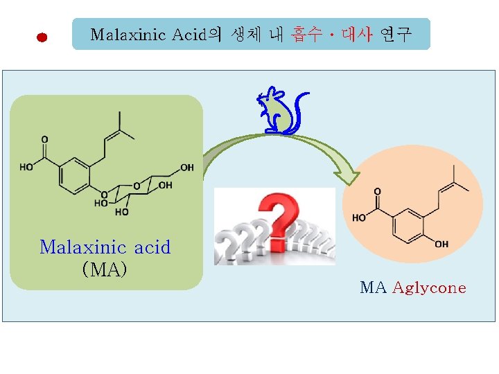 Malaxinic Acid의 생체 내 흡수ㆍ대사 연구 Malaxinic acid (MA) MA Aglycone 