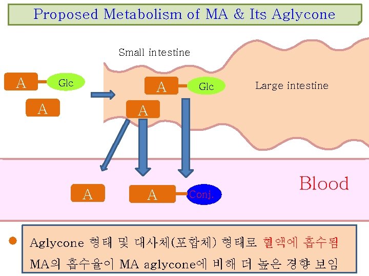Proposed Metabolism of MA & Its Aglycone Small intestine A Glc A A Glc