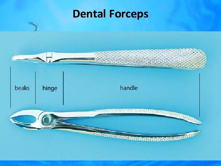 Dental Forceps 