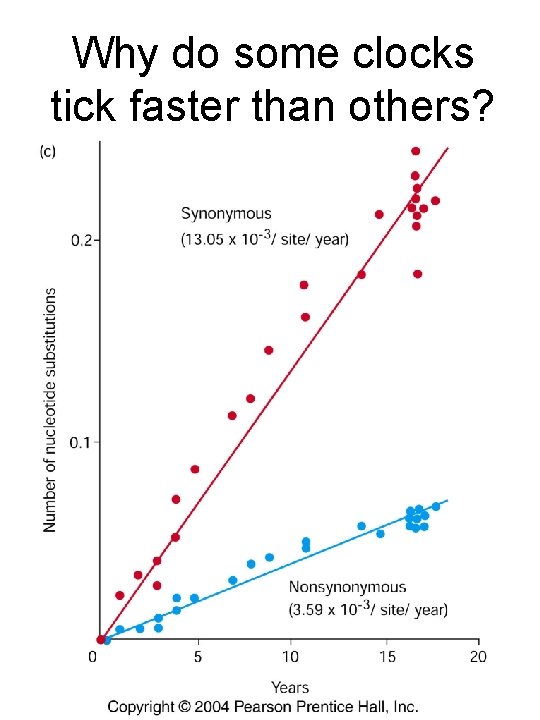 Why do some clocks tick faster than others? 