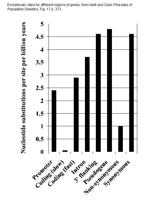 Evolutionary rates for different regions of genes; from Hartl and Clark Principles of Population