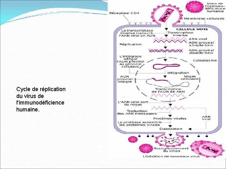 Cycle de réplication du virus de l'immunodéficience humaine. 