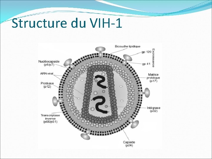 Structure du VIH-1 