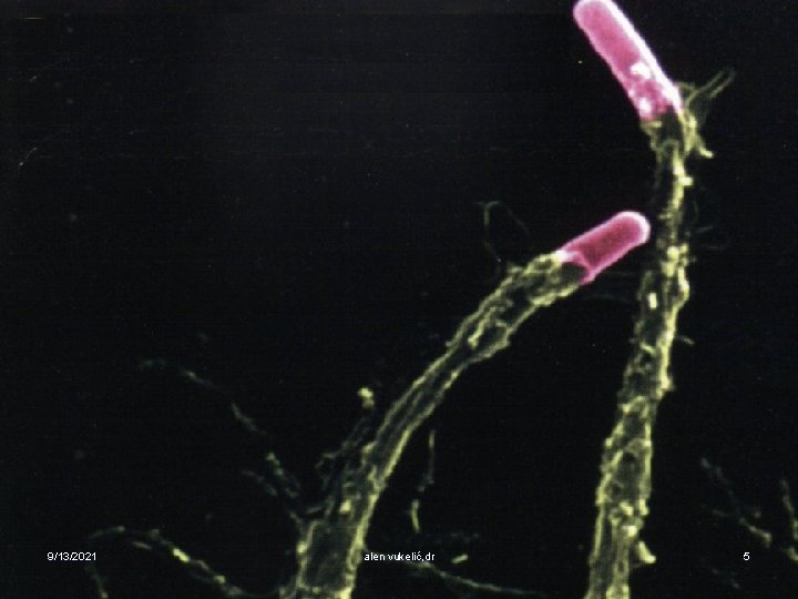 9/13/2021 alen vukelić, dr 5 