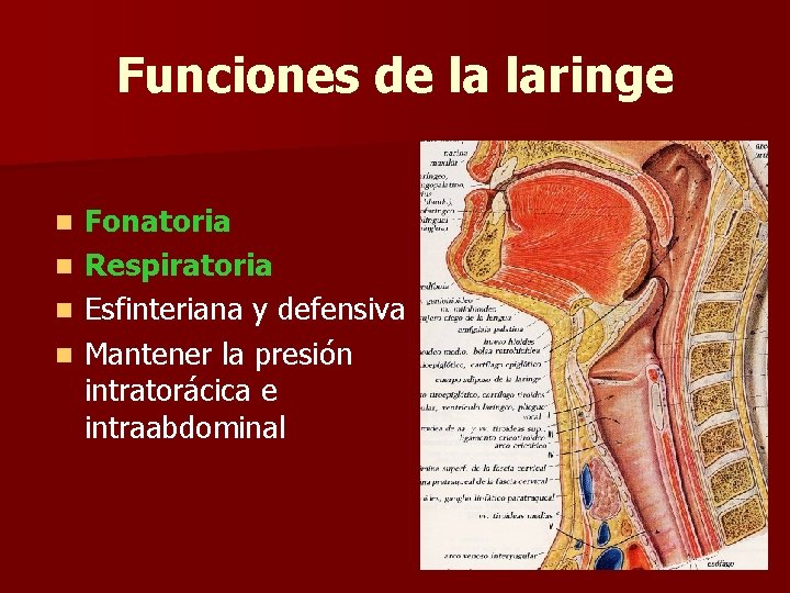 Funciones de la laringe n n Fonatoria Respiratoria Esfinteriana y defensiva Mantener la presión Funciones de la laringe n n Fonatoria Respiratoria Esfinteriana y defensiva Mantener la presión