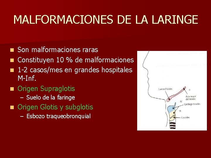 MALFORMACIONES DE LA LARINGE n n Son malformaciones raras Constituyen 10 % de malformaciones MALFORMACIONES DE LA LARINGE n n Son malformaciones raras Constituyen 10 % de malformaciones