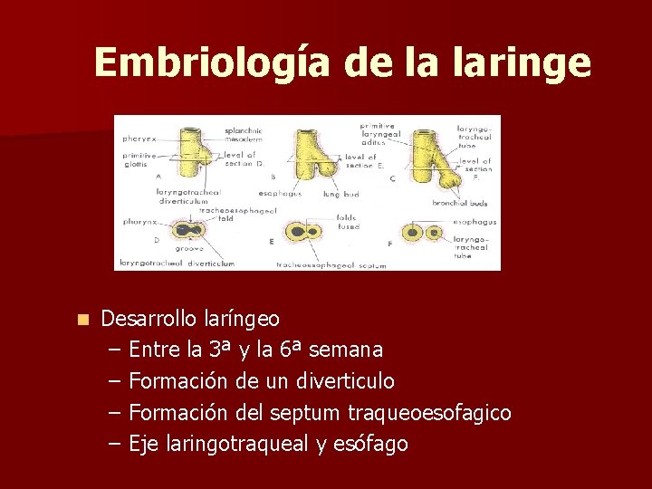 Embriología de la laringe n Desarrollo laríngeo – Entre la 3ª y la 6ª Embriología de la laringe n Desarrollo laríngeo – Entre la 3ª y la 6ª