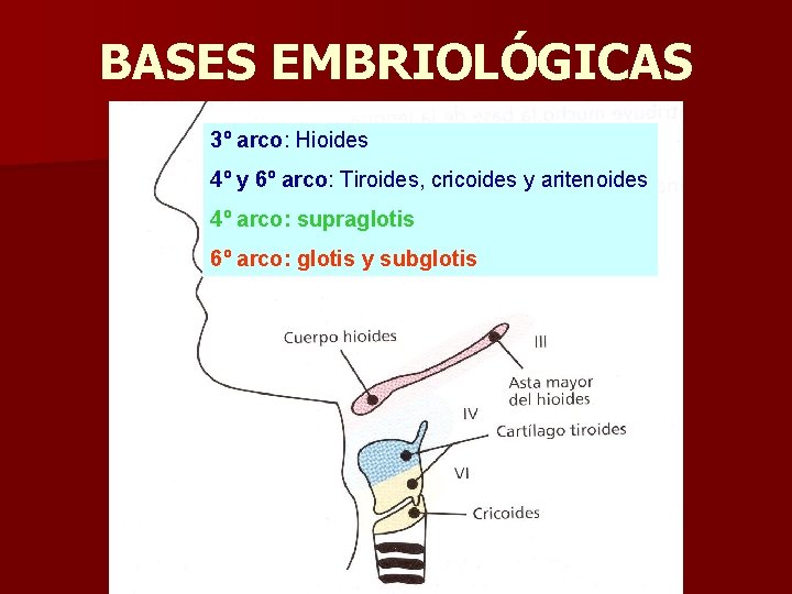 BASES EMBRIOLÓGICAS 3º arco: Hioides 4º y 6º arco: Tiroides, cricoides y aritenoides 4º BASES EMBRIOLÓGICAS 3º arco: Hioides 4º y 6º arco: Tiroides, cricoides y aritenoides 4º