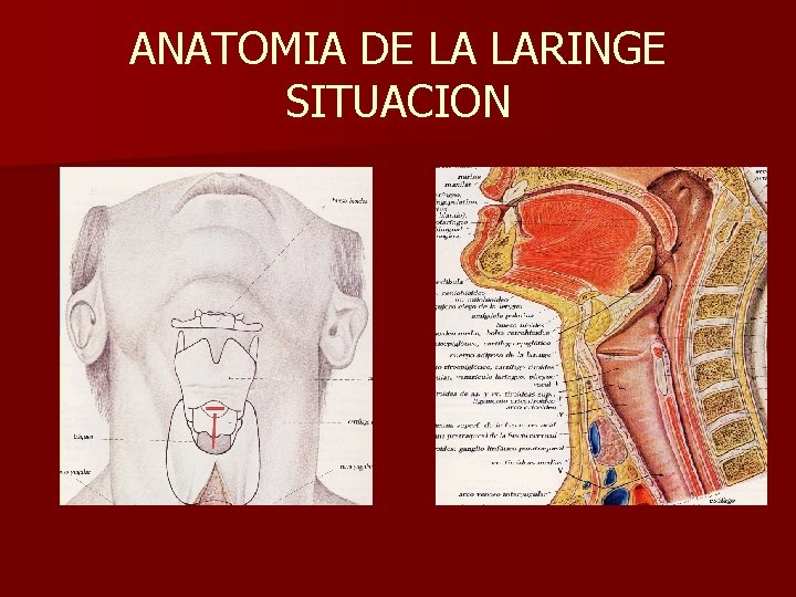 ANATOMIA DE LA LARINGE SITUACION ANATOMIA DE LA LARINGE SITUACION