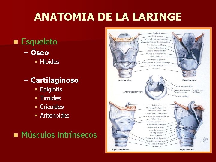 ANATOMIA DE LA LARINGE n Esqueleto – Óseo § Hioides – Cartilaginoso § § ANATOMIA DE LA LARINGE n Esqueleto – Óseo § Hioides – Cartilaginoso § §