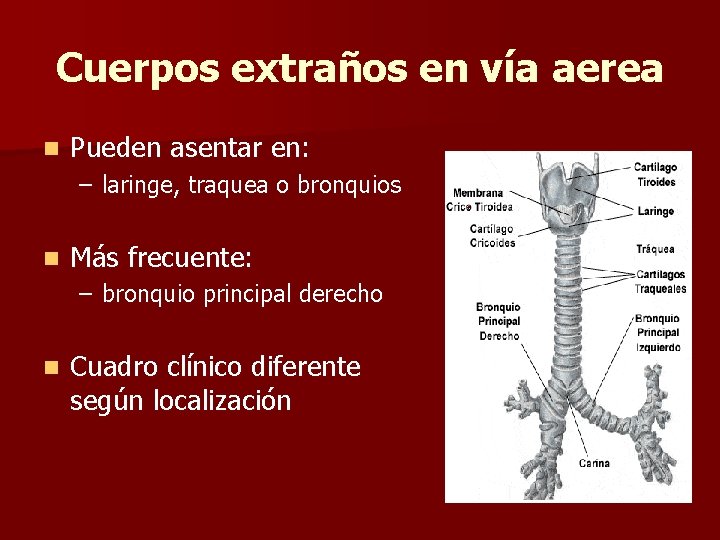 Cuerpos extraños en vía aerea n Pueden asentar en: – laringe, traquea o bronquios Cuerpos extraños en vía aerea n Pueden asentar en: – laringe, traquea o bronquios