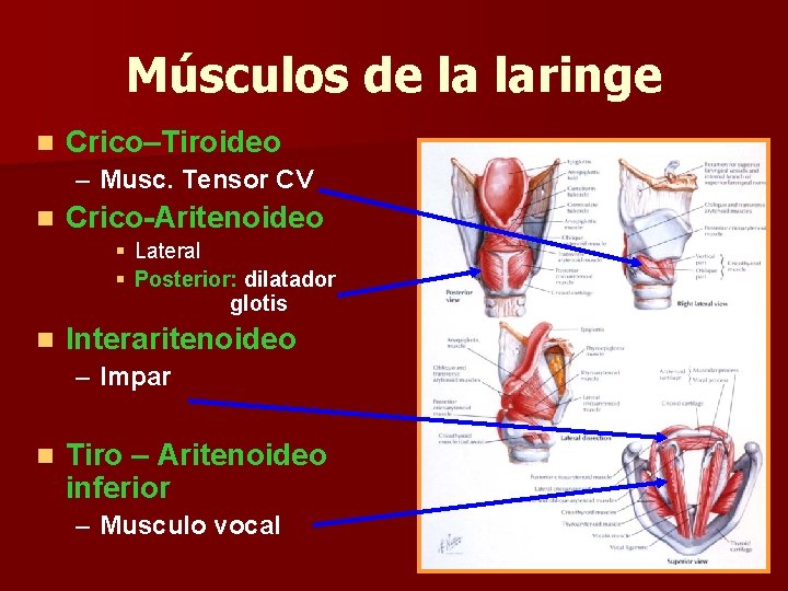 Músculos de la laringe n Crico–Tiroideo – Musc. Tensor CV n Crico-Aritenoideo § Lateral Músculos de la laringe n Crico–Tiroideo – Musc. Tensor CV n Crico-Aritenoideo § Lateral