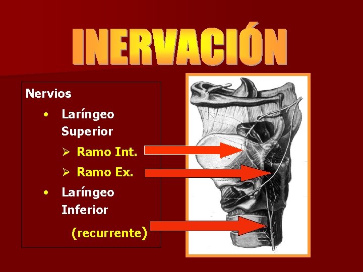 Nervios • Laríngeo Superior Ø Ramo Int. Ø Ramo Ex. • Laríngeo Inferior (recurrente) Nervios • Laríngeo Superior Ø Ramo Int. Ø Ramo Ex. • Laríngeo Inferior (recurrente)
