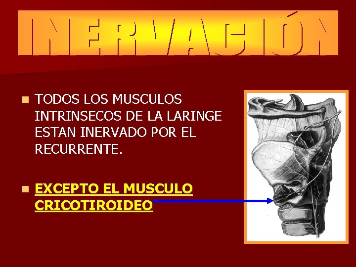 n TODOS LOS MUSCULOS INTRINSECOS DE LA LARINGE ESTAN INERVADO POR EL RECURRENTE. n n TODOS LOS MUSCULOS INTRINSECOS DE LA LARINGE ESTAN INERVADO POR EL RECURRENTE. n