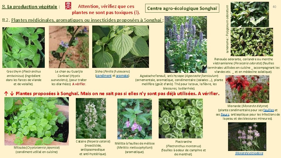 Gros thym (Plectranthus amboinicus) (ingrédient dans les farces de viande et de volaille). Le