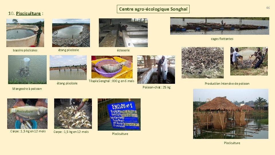 46 Centre agro-écologique Songhaï 10. Pisciculture : cages flottantes bassins piscicoles étang piscicole écloserie