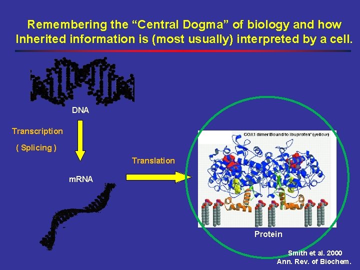 Remembering the “Central Dogma” of biology and how Inherited information is (most usually) interpreted