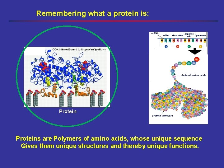 Remembering what a protein is: Proteins are Polymers of amino acids, whose unique sequence