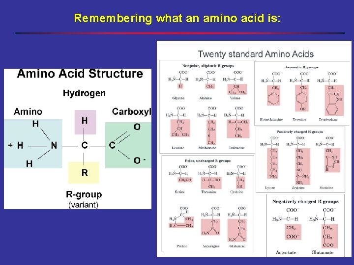 Remembering what an amino acid is: 