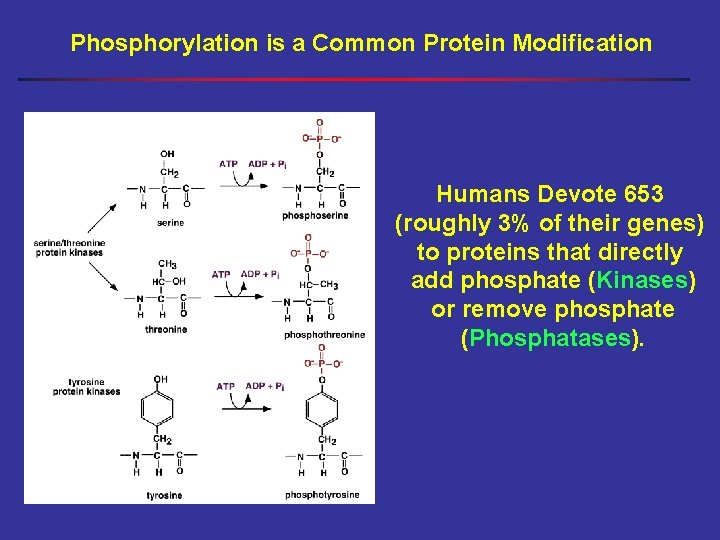 Phosphorylation is a Common Protein Modification Humans Devote 653 (roughly 3% of their genes)