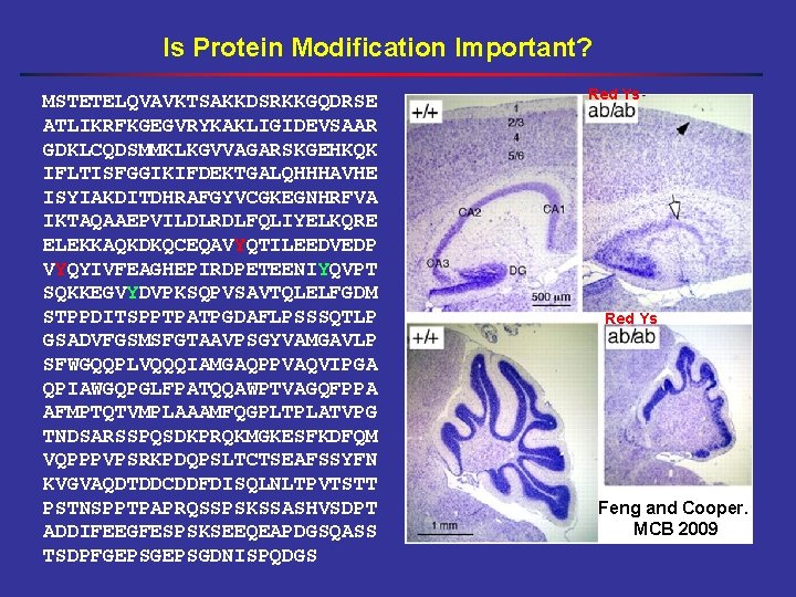 Is Protein Modification Important? MSTETELQVAVKTSAKKDSRKKGQDRSE ATLIKRFKGEGVRYKAKLIGIDEVSAAR GDKLCQDSMMKLKGVVAGARSKGEHKQK IFLTISFGGIKIFDEKTGALQHHHAVHE ISYIAKDITDHRAFGYVCGKEGNHRFVA IKTAQAAEPVILDLRDLFQLIYELKQRE ELEKKAQKDKQCEQAVYQTILEEDVEDP VYQYIVFEAGHEPIRDPETEENIYQVPT SQKKEGVYDVPKSQPVSAVTQLELFGDM STPPDITSPPTPATPGDAFLPSSSQTLP