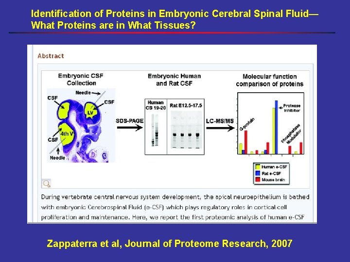 Identification of Proteins in Embryonic Cerebral Spinal Fluid— What Proteins are in What Tissues?