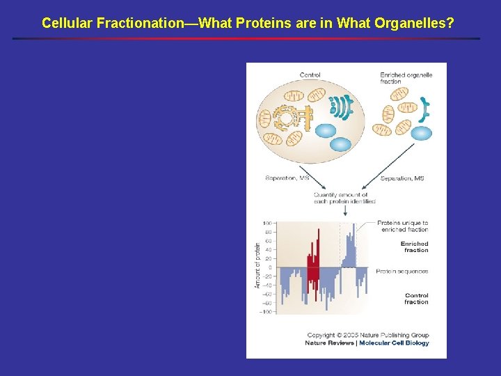 Cellular Fractionation—What Proteins are in What Organelles? 