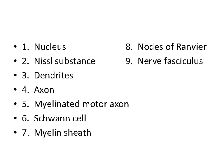  • • 1. 2. 3. 4. 5. 6. 7. Nucleus 8. Nodes of