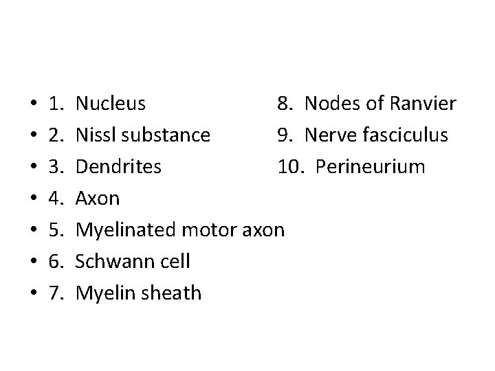  • • 1. 2. 3. 4. 5. 6. 7. Nucleus 8. Nodes of