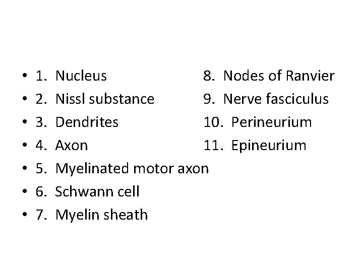  • • 1. 2. 3. 4. 5. 6. 7. Nucleus 8. Nodes of