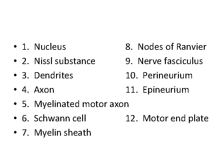  • • 1. 2. 3. 4. 5. 6. 7. Nucleus 8. Nodes of