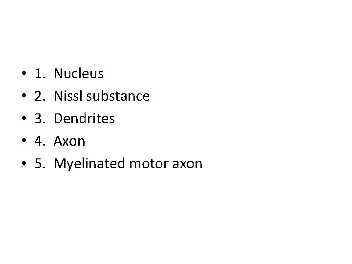  • • • 1. 2. 3. 4. 5. Nucleus Nissl substance Dendrites Axon