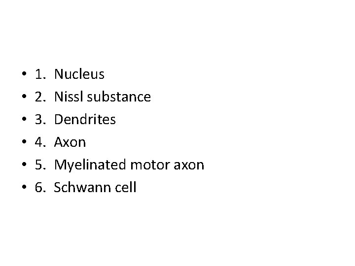  • • • 1. 2. 3. 4. 5. 6. Nucleus Nissl substance Dendrites