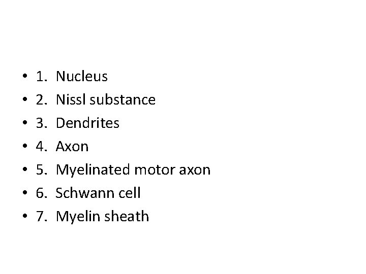  • • 1. 2. 3. 4. 5. 6. 7. Nucleus Nissl substance Dendrites