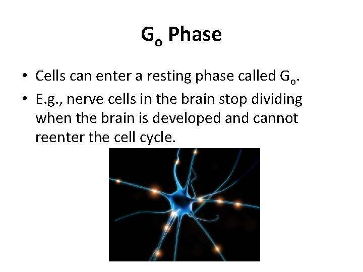 Go Phase • Cells can enter a resting phase called Go. • E. g. Go Phase • Cells can enter a resting phase called Go. • E. g.