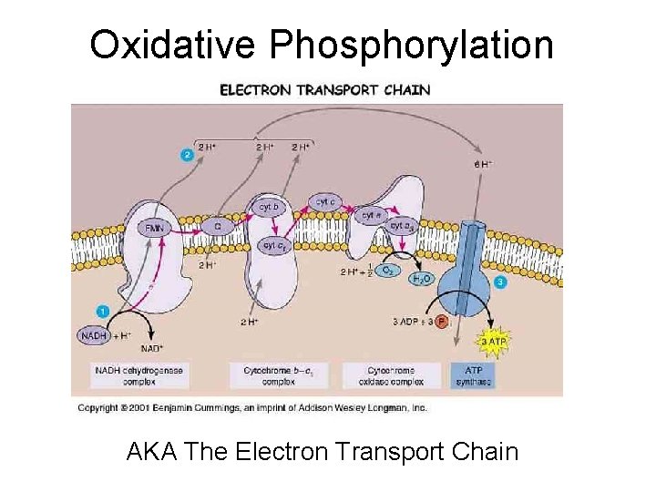 Oxidative Phosphorylation AKA The Electron Transport Chain 