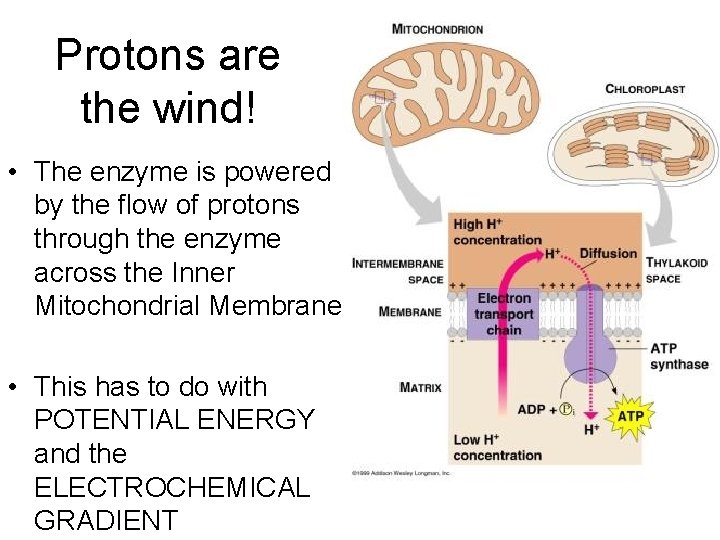 Protons are the wind! • The enzyme is powered by the flow of protons