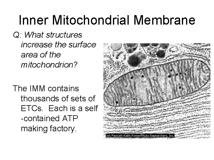 Inner Mitochondrial Membrane Q: What structures increase the surface area of the mitochondrion? The