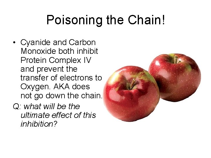 Poisoning the Chain! • Cyanide and Carbon Monoxide both inhibit Protein Complex IV and