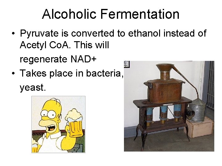 Alcoholic Fermentation • Pyruvate is converted to ethanol instead of Acetyl Co. A. This
