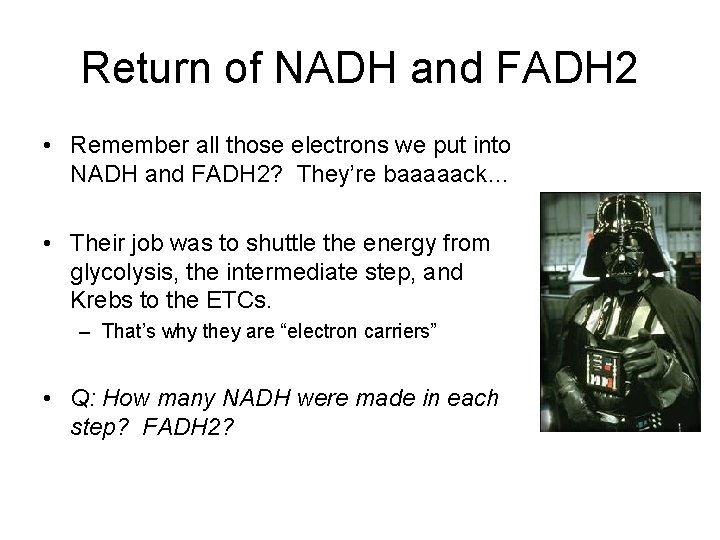 Return of NADH and FADH 2 • Remember all those electrons we put into
