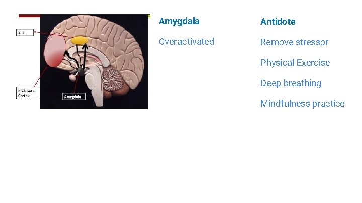 Amygdala Antidote Overactivated Remove stressor Physical Exercise Deep breathing Mindfulness practice 