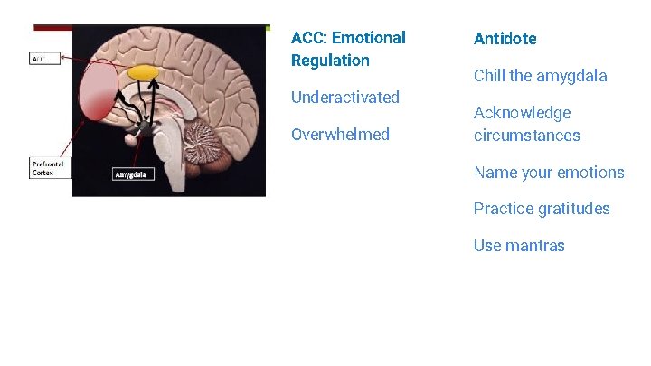 ACC: Emotional Regulation Underactivated Overwhelmed Antidote Chill the amygdala Acknowledge circumstances Name your emotions