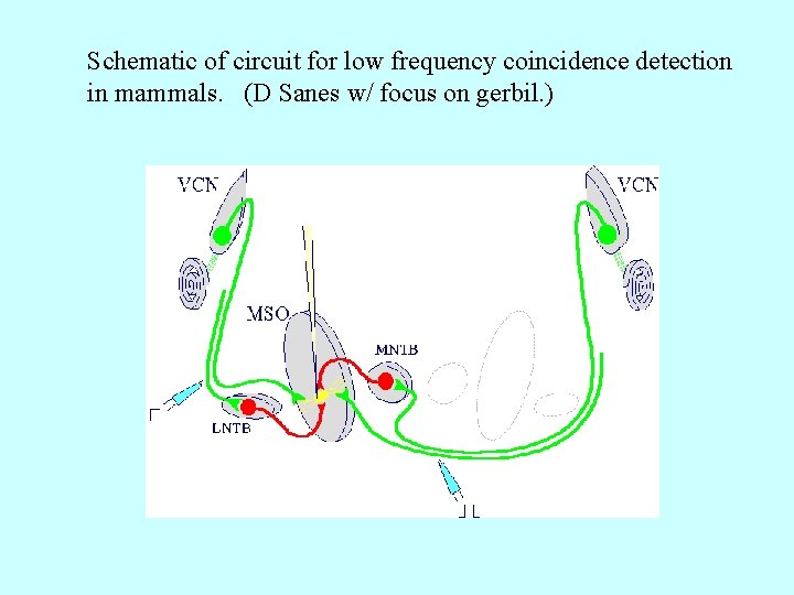 Schematic of circuit for low frequency coincidence detection in mammals. (D Sanes w/ focus Schematic of circuit for low frequency coincidence detection in mammals. (D Sanes w/ focus
