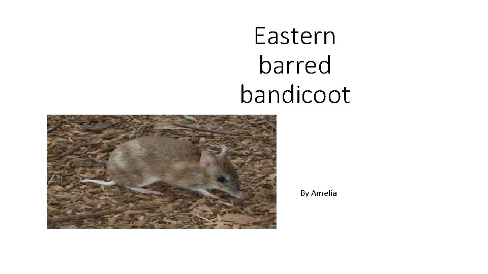 Eastern barred bandicoot By Amelia 