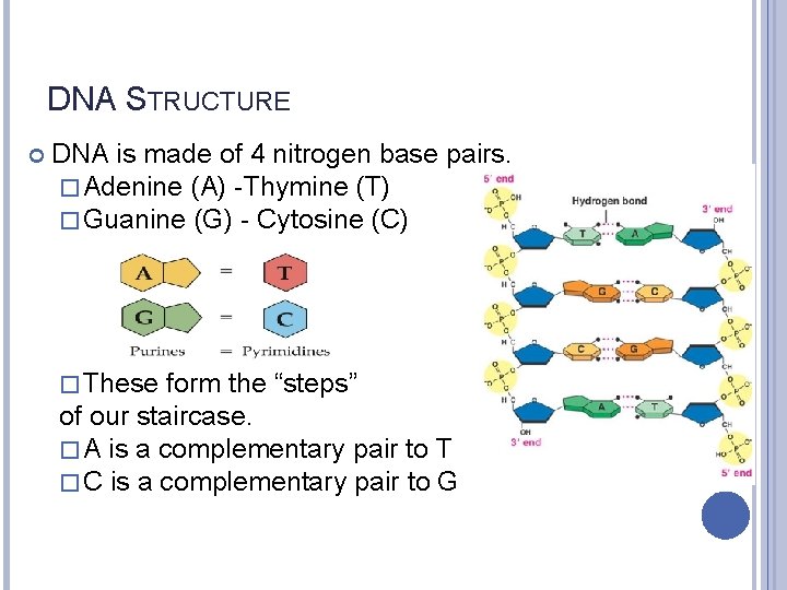 DNA STRUCTURE DNA is made of 4 nitrogen base pairs. � Adenine (A) -Thymine